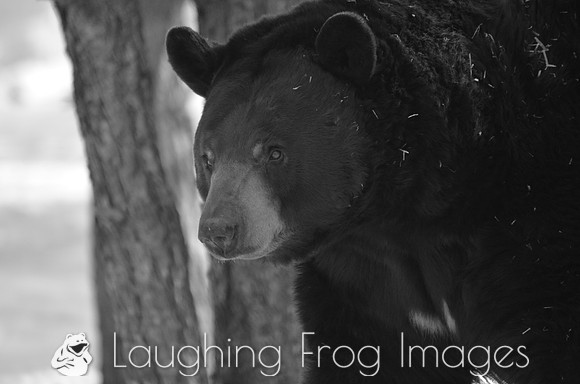 black bear in black & white