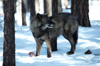 wolf snacking