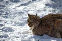 lynx sitting