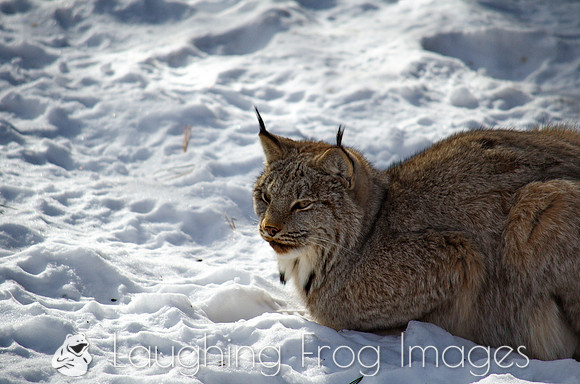 lynx sitting