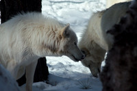 wolves - 1