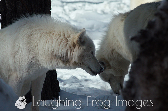 wolves - 1