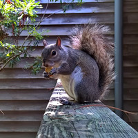 gray squirrel 1
