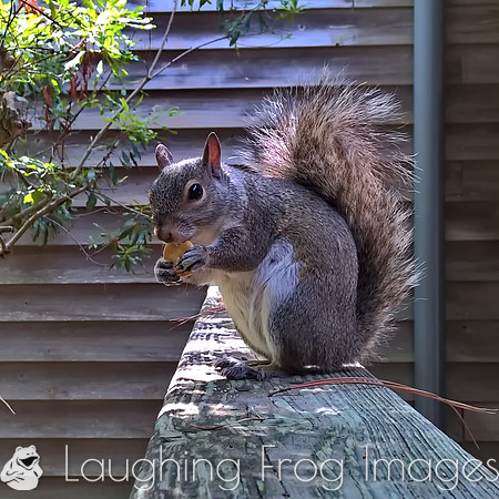 gray squirrel 1
