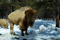 bison