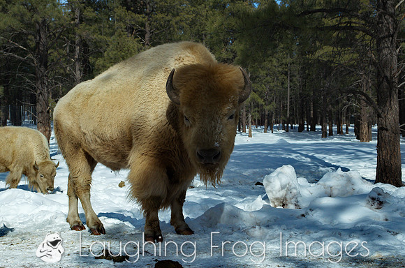 bison