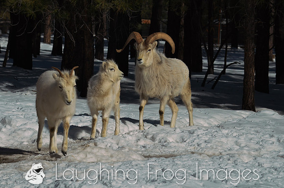 bighorn sheep family
