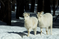 bighorn sheep young ones