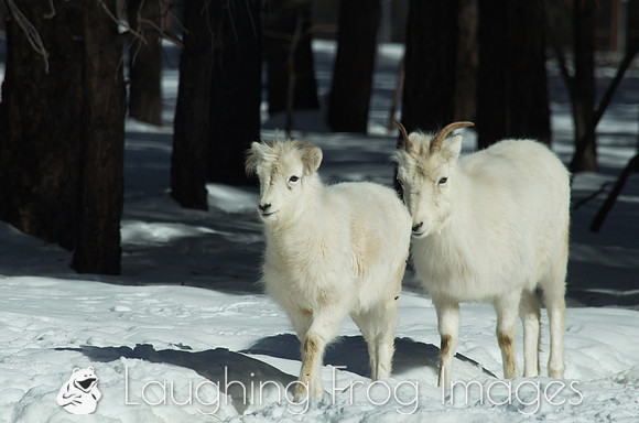 bighorn sheep young ones