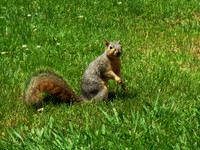 squirrel