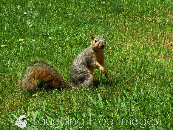 squirrel