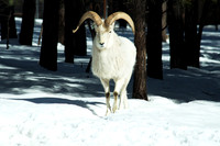 bighorn sheep parent