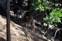 deer in the trees