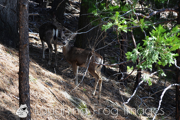 deer in the trees
