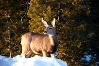 deer at sunset