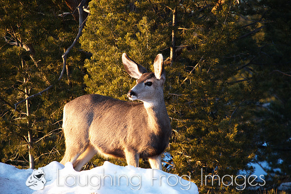 deer at sunset
