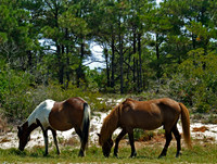 Horses of Assateague Island