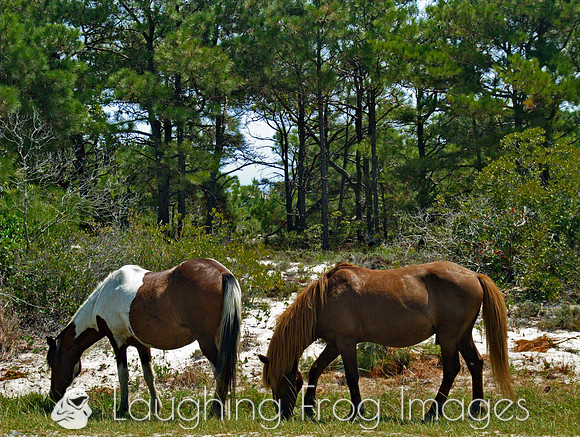 Horses of Assateague Island