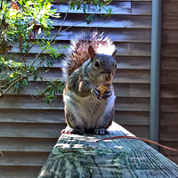 gray squirrel 2