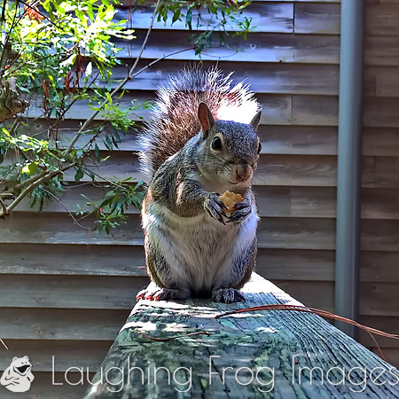 gray squirrel 2