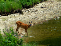 deer out for a drink