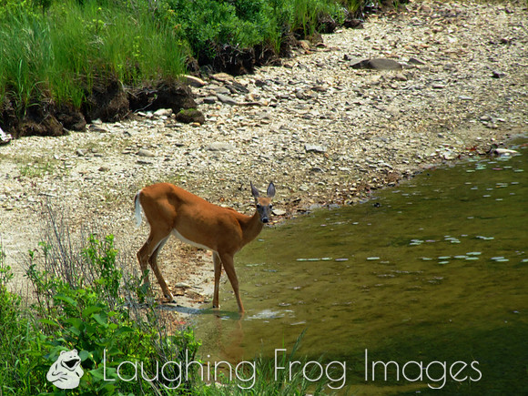 deer out for a drink