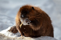 beaver