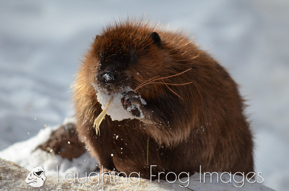 beaver