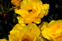 Busy bee at work -4
