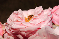 Busy bee at work -1