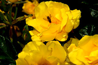 Busy bee at work - 3