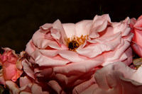 Busy bee at work -2