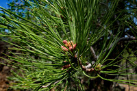 Baby pine cones