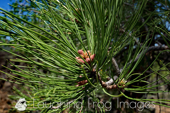Baby pine cones