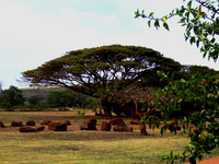 Tree, Kauai HI