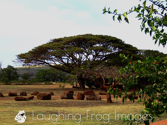 Tree, Kauai HI