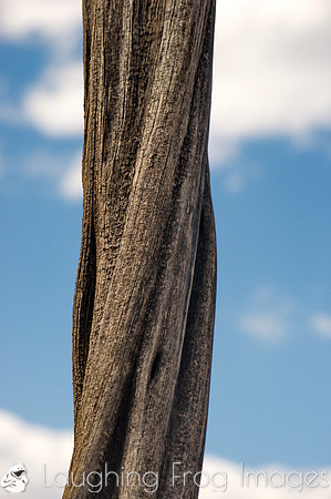 Trees, South Rim Grand Canyon N.P. 9
