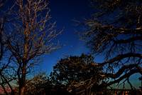 Trees, South Rim Grand Canyon N.P. 4