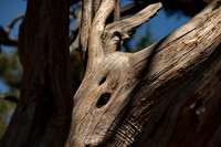 Trees, South Rim Grand Canyon N.P. 5