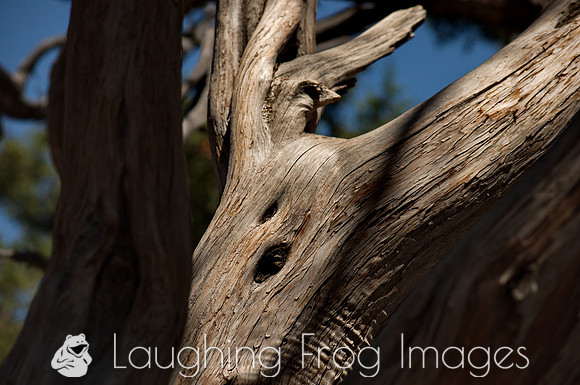 Trees, South Rim Grand Canyon N.P. 5