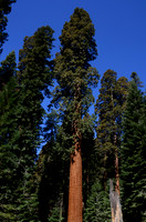 Sequoia N.P.