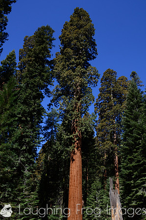 Sequoia N.P.