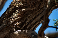 Trees, South Rim Grand Canyon N.P. 7