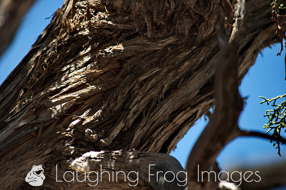 Trees, South Rim Grand Canyon N.P. 7