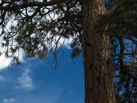 tree and sky