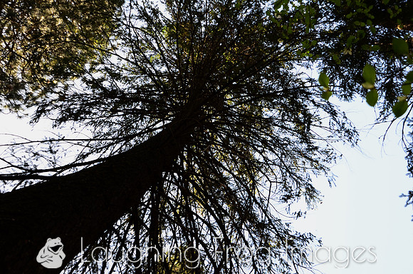 Up a tree, Yosemite N.P.