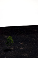 Tree and lava.  Sunset Crater National Monument AZ.