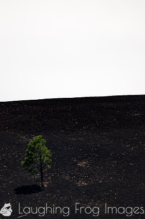 Tree and lava.  Sunset Crater National Monument AZ.