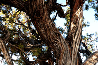 Trees, South Rim Grand Canyon N.P. 2