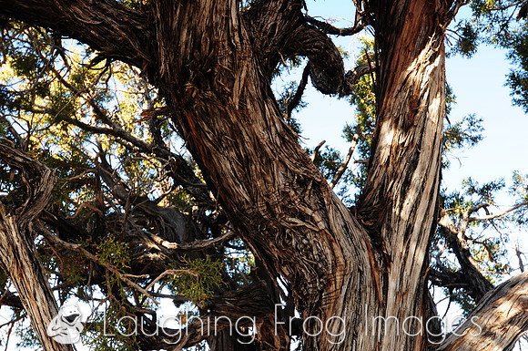 Trees, South Rim Grand Canyon N.P. 2